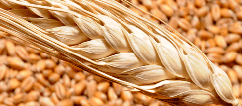 why grains are killing you